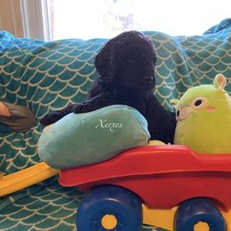 Goldendoodle Puppies from Scranton Goldendoodles