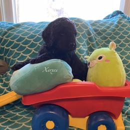 Goldendoodle Puppies from Scranton Goldendoodles