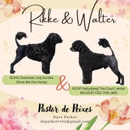 Portuguese Water Dog puppies from Pastor dePeixes