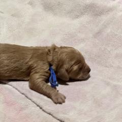 Cavalier King Charles Spaniel and Cavapoo Puppies from Boyd Cavapoo & Cavalier Puppies