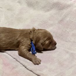 Cavalier King Charles Spaniel and Cavapoo Puppies from Boyd Cavapoo & Cavalier Puppies