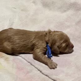 Cavalier King Charles Spaniel and Cavapoo Puppies from Boyd Cavapoo & Cavalier Puppies