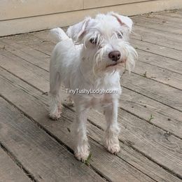 Miniature Schnauzer puppies from Tiny Tushy Lodge