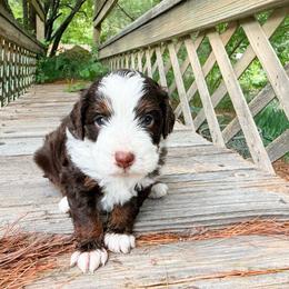 Boy 1 - Tri-color male Bernedoodle puppy in Wamego, Kansas from Doodles of Oz