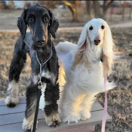 Afghan Hounds from Khafra Afghan Hounds