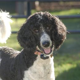 Nala - Poodle