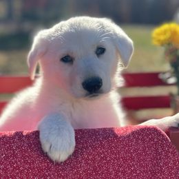 Girl 2 - German Shepherd puppy from Twila Ruth Herot