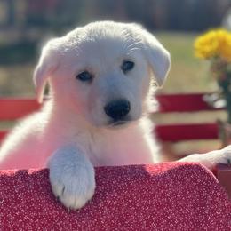 Girl 2 - German Shepherd puppy from Twila Ruth Herot