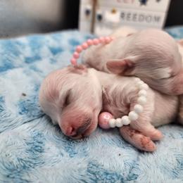 Girl 1 - White female Bichon Frise puppy in Four Oaks, North Carolina from .Havenkennels.Net