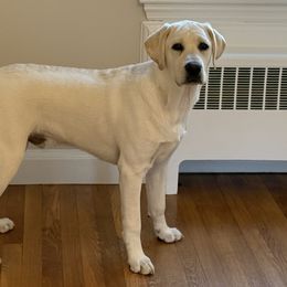 Murphy - Cream male Poodle puppy in Walpole, Massachusetts from Beyond the Standard