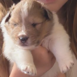 Plum - Sable and white female Shetland Sheepdog puppy in Seminole, Oklahoma from Symphony Shelties