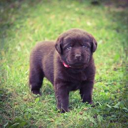 Labrador Retriever Puppies from Prebleridge Acres