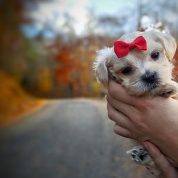 Companion Cross, Maltese, and Maltipoo Puppies from Seeking Shalom Acres Maltese, Maltipoos & Havamalts