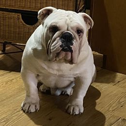 Elias - Bulldog
