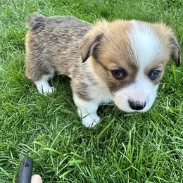 Pembroke Welsh Corgi Puppies from Fern Canyon Corgis