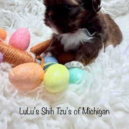 Fletcher - Chocolate Shih Tzu puppy in Ann Arbor, Michigan from LuLu’s Shih Tzu’s of Michigan