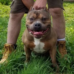 Brody - American Bully