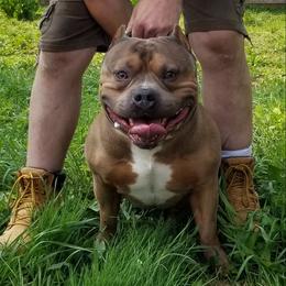 Brody - American Bully
