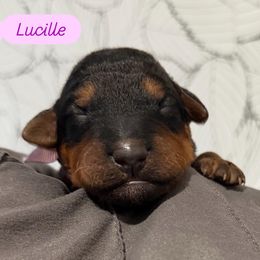 Lucille (purple) - Black and tan female Airedale Terrier puppy in Akron, Ohio from Green Family Companion Kennel, LLC