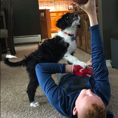 Bordoodle Puppies from Borders of Eby Eden