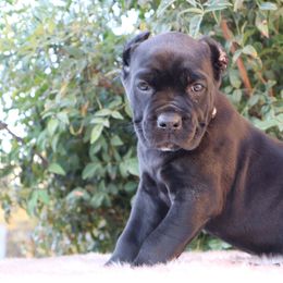 Pink collar - Black female Cane Corso puppy in Caliente, California from Rafter Cross 7