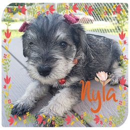 Miniature Schnauzer Puppies from Amaya Lara Schnauzers