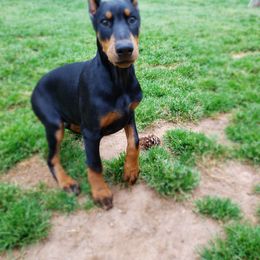 Doberman Pinscher Puppies from Treasure Seeker Dobermans