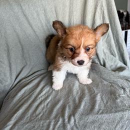 Autumn - Red female Pembroke Welsh Corgi puppy in Indianapolis, Indiana from Mk’s Corgis