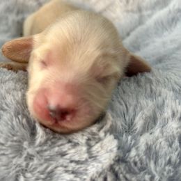 Chip - Cream female Dachshund puppy in Tahlequah, Oklahoma from Love Some Dogs Dachshunds & Cavalier King Charles Spaniels,Cavapoos