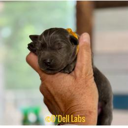 Tera - Black female Labrador Retriever puppy in Sullivan, Missouri from O’Dell Labs