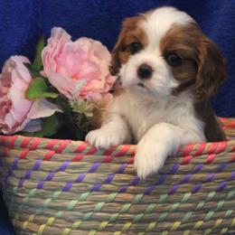 Red Spot Girl - Blenheim female Cavalier King Charles Spaniel puppy in Mt. Ulla, North Carolina from Divine Cavaliers