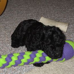 Kerry Blue Terrier Puppies from Cavan Kerry Blues