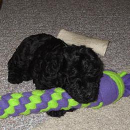 Kerry Blue Terrier Puppies from Cavan Kerry Blues