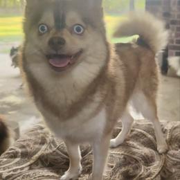 Honey - Pomsky