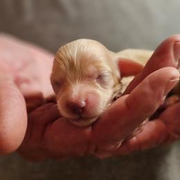 Olive cream female - Cream female Dachshund puppy in Trade, Tennessee from TN Miniature Dachshunds & Basset Hounds