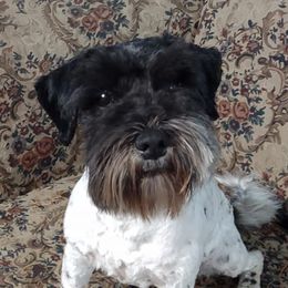 Amy - Miniature Schnauzer