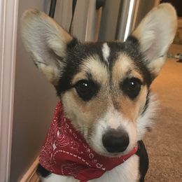 Rosie - Pembroke Welsh Corgi