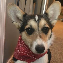 Rosie - Pembroke Welsh Corgi