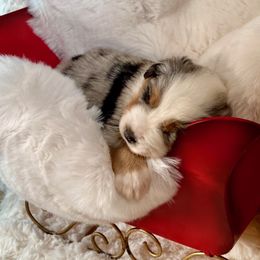 Miniature American Shepherds from Rockin TM Kennel