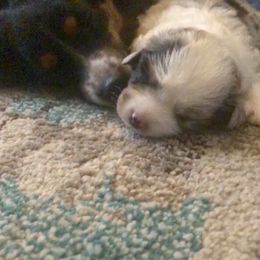 Toy Australian Shepherd Puppies from MN Pomme De Terre Aussies