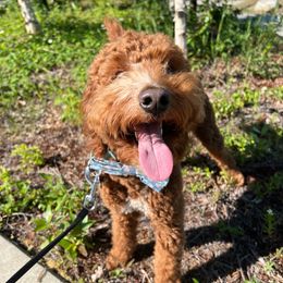 Teddy - Goldendoodle