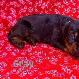 Gray - Black and rust male Doberman Pinscher puppy in Louisville, Kentucky from Ruiz Dobermans