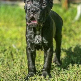 Cosmo - Black male Cane Corso puppy in Sandia, Texas from OneTime Cane Corso