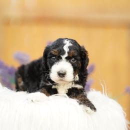 Girl 4 - Tri-color female Bernedoodle puppy in Spokane, Washington from Lilac City Doodles