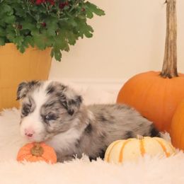 Happy - Blue merle female Australian Shepherd puppy in Quincy, Massachusetts from William's Aussies