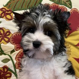 Luca - Biewer Terrier puppy in Ft. Payne, Alabama from Aamore Mio Biewer Terriers