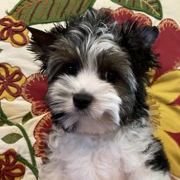 Luca - Biewer Terrier puppy in Ft. Payne, Alabama from Aamore Mio Biewer Terriers