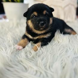 Lotus - Black and tan female Shiba Inu puppy in Natural Bridge, Virginia from Rockbridge Puppies