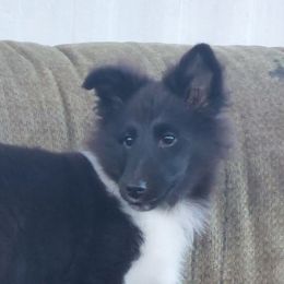 Shetland Sheepdogs from Irma's Shetland Sheepdogs