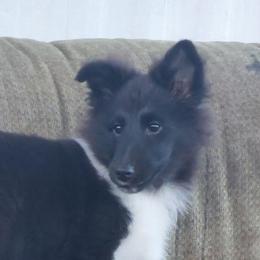 Shetland Sheepdogs from Irma's Shetland Sheepdogs